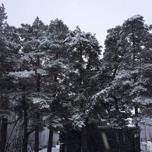 Meet your Posher, Lillian